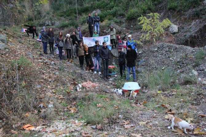 Öğrencilerden Sokak Kedilerine Ev