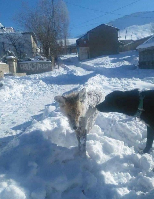 Bayburt’ta Tilkinin Ayakta Donduğu Haberi Mizansen Çıktı