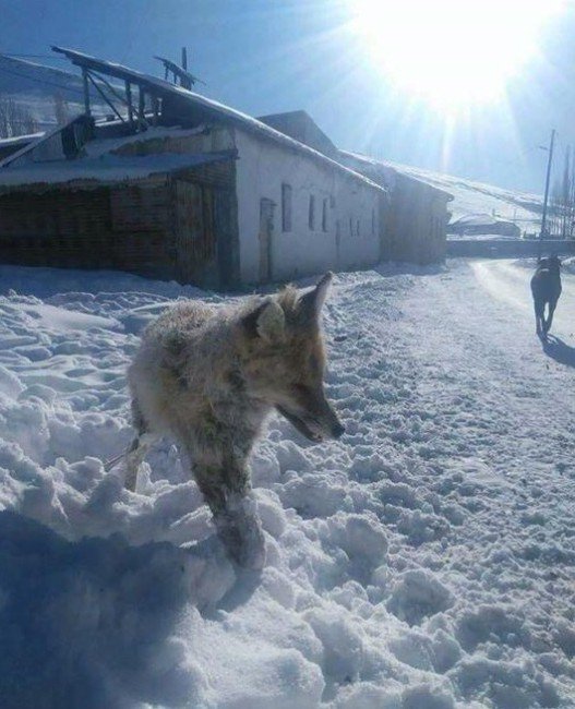 Bayburt’ta Tilkinin Ayakta Donduğu Haberi Mizansen Çıktı