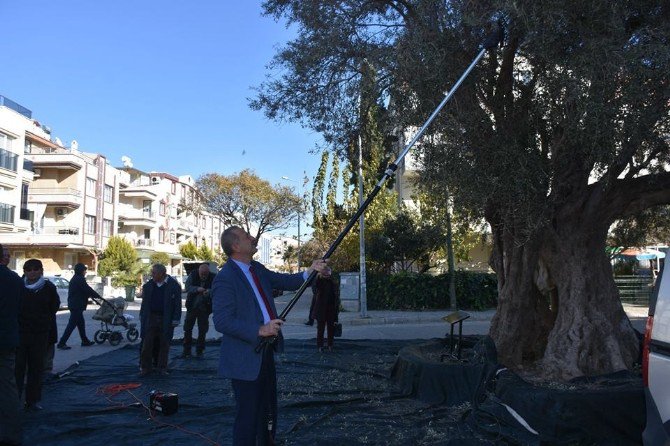 1000 Yıllık Zeytin Ağacının Etrafında Birleştiler