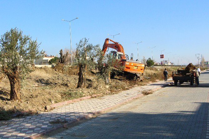 Edremit’te Ağaçlar Kesilmiyor, Taşınıyor