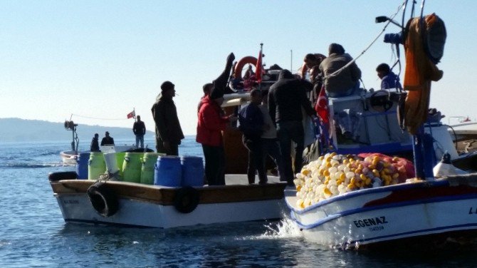 İzmir’de Deniz Patlıcanı Gerginliği