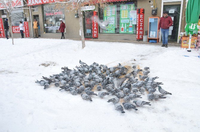 Bozüyük’te Kuşlar İçin Yem Bırakıldı