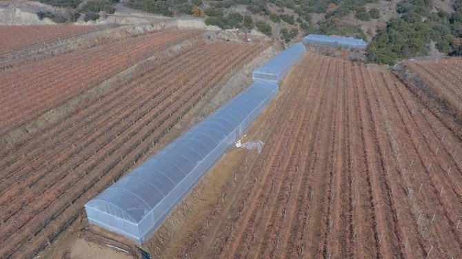 Büyükşehirin Desteklediği Seralarda Sebzeler Yetişiyor