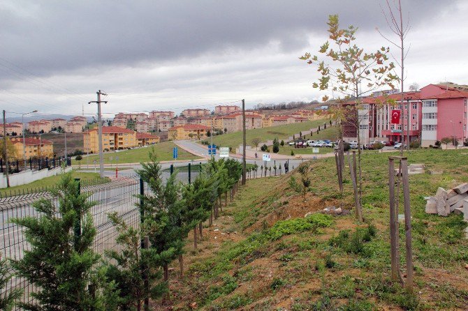 Sakarya Ve Kocaeli’ne 8 Bin 253 Adet Fidan Dikildi