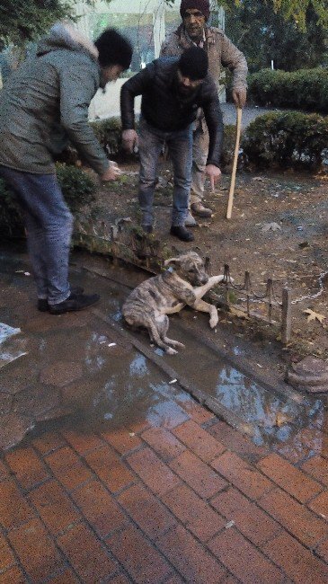 Reklam Tabelasına Bağlanan Köpek Akıma Kapılarak Telef Oldu