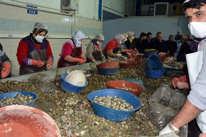 Sinop’tan Uzak Doğu’ya Deniz Salyangozu İhracatı