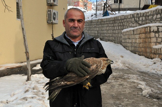 Şırnak’ta Yaralı Kızıl Şahin Bulundu