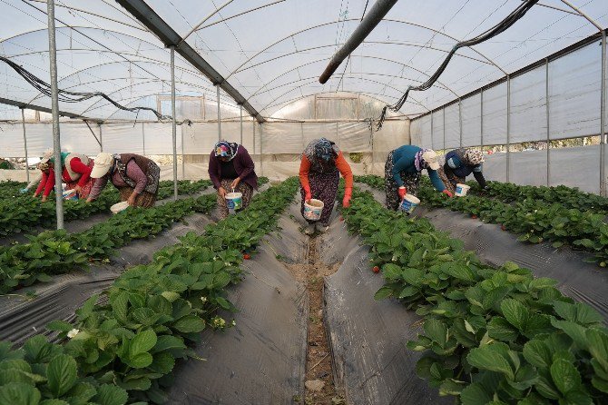 Silifke’de Kış Ortasında Çilek Hasadı