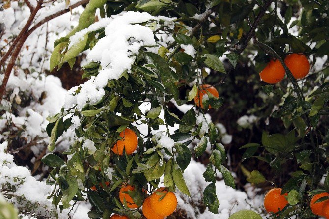 Antalya’da Portakal Ve Limon Ağaçları Beyaza Büründü