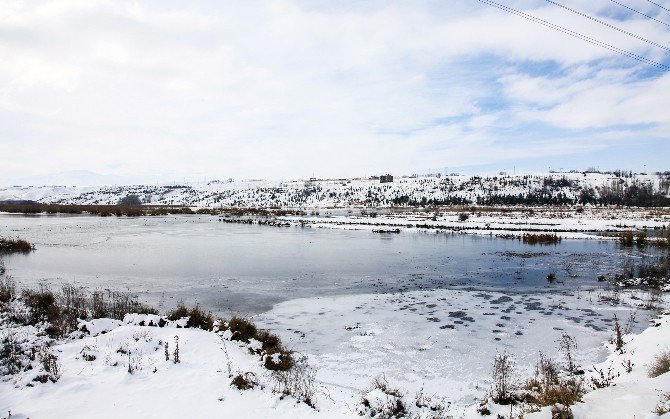 Ahlat’taki ‘Kuş Cenneti’ Dondu