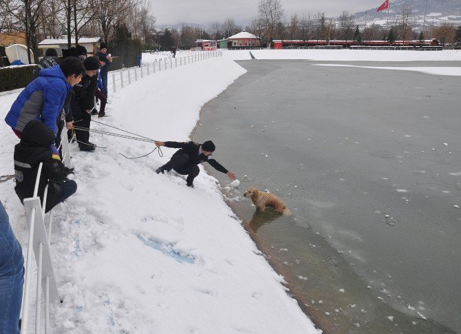 Buz Tutan Gölete Düşen Köpeği Kurtarma Seferberliği