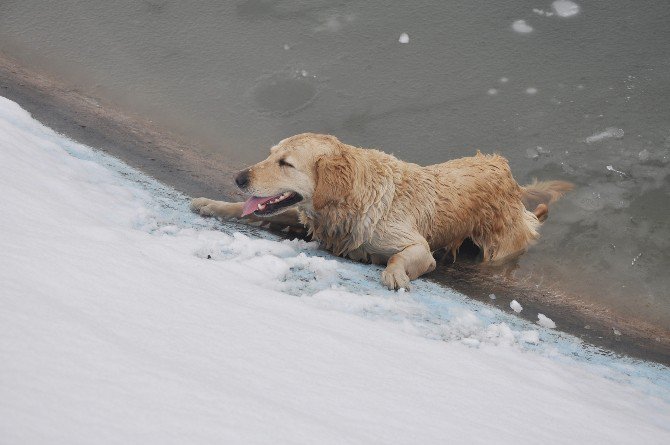 Buz Tutan Gölete Düşen Köpeği Kurtarma Seferberliği