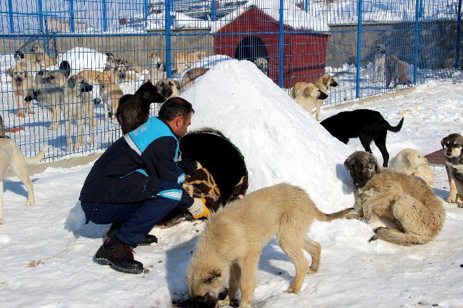 Barınaktaki Hayvanlar ‘Eskimo’ Usulü Soğuktan Korunuyor