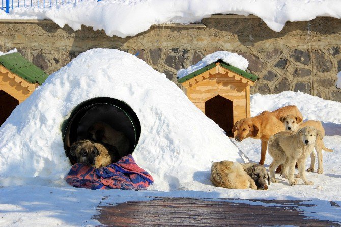 Barınaktaki Hayvanlar ‘Eskimo’ Usulü Soğuktan Korunuyor