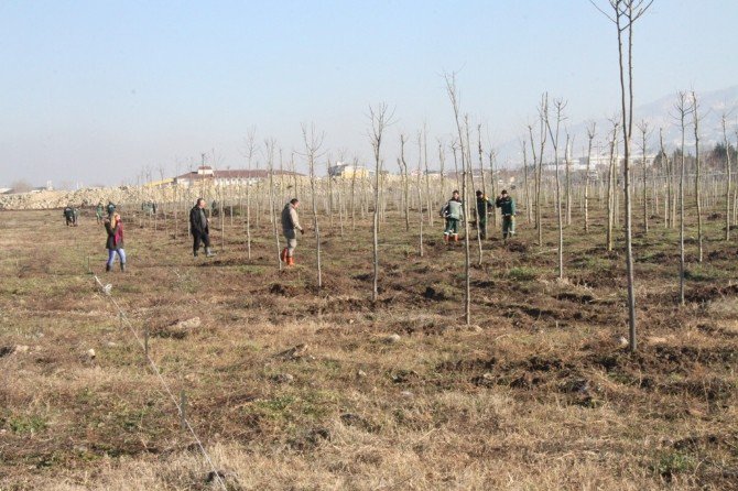 Büyükşehir, Başiskele Yeniköy Rekreasyon Alanını Ağaçlandırıyor