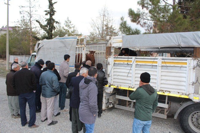 Samsat’ta Genç Çiftçi Desteği İle Bayanlar İş Sahibi Oldular