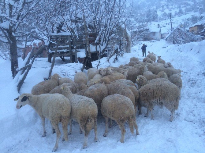 Alanya’da Mahsur Kalan Küçükbaş Hayvanlar Kurtarıldı