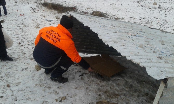 Büyükşehirden Sokak Hayvanları İçin Barınak