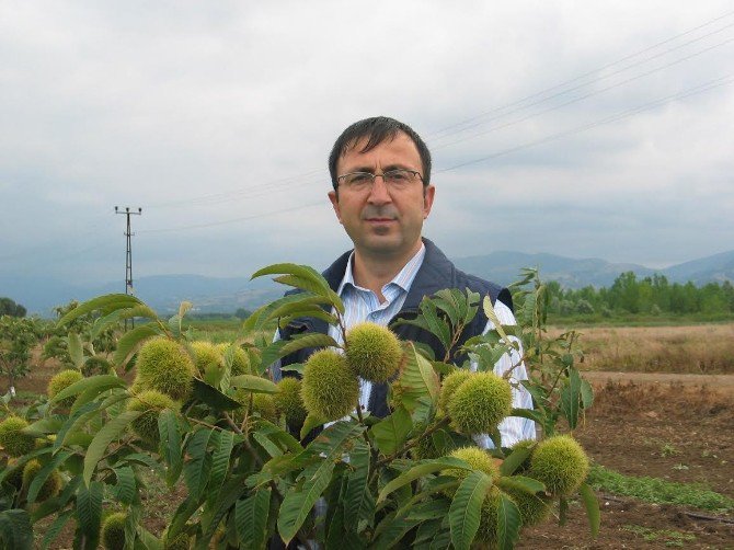 Türkiye Kestane Üretiminde Avrupa Birincisi