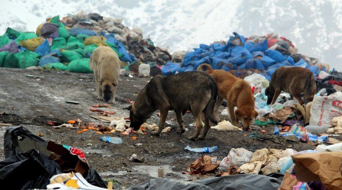 Hakkari’de Şehir Çöplüğündeki Köpek Leşleri Görenleri Hayrete Düşürüyor