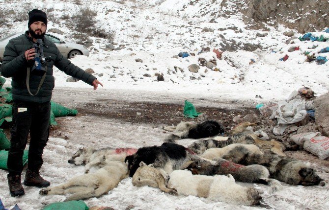 Hakkari’de Şehir Çöplüğündeki Köpek Leşleri Görenleri Hayrete Düşürüyor