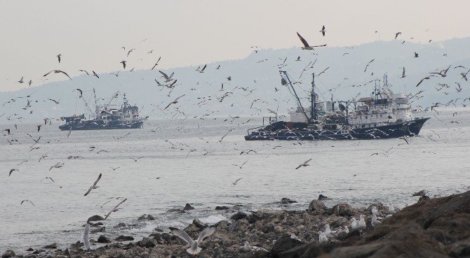 Karadeniz’de “Hamsinin Kulağına Kar Suyu Kaçtı” Sözü Yalan Oldu