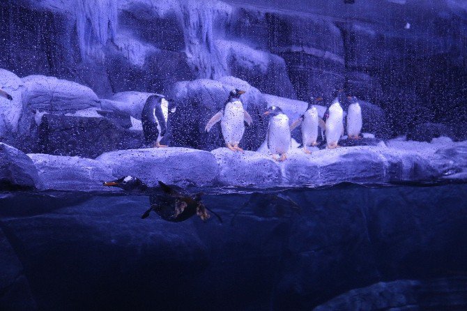 Türkiye’nin İlk Kutup Penguenleri İstanbul’da