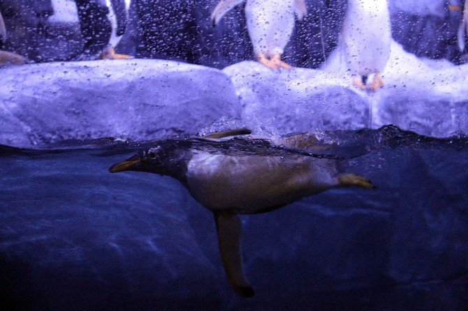 Türkiye’nin İlk Kutup Penguenleri İstanbul’da