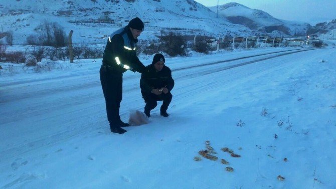 Zabıtalar Sokak Hayvanlarını Unutmadı