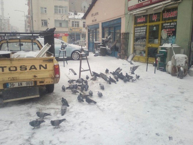 Soğuk Hava Ve Kar Nedeniyle Kuşlar Yiyecek Bulamıyor