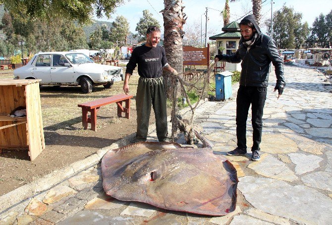 Ağlara 200 Kiloluk Vatoz Takıldı