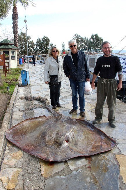 Ağlara 200 Kiloluk Vatoz Takıldı