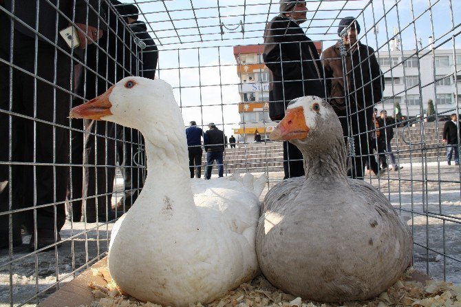 Yozgat’ta İlk Kez Kaz Günü Etkinliği Düzenlendi