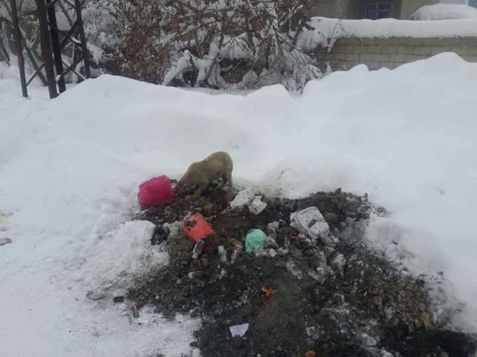 Aç Kalan Yavru Köpekler Yürekleri Sızlattı