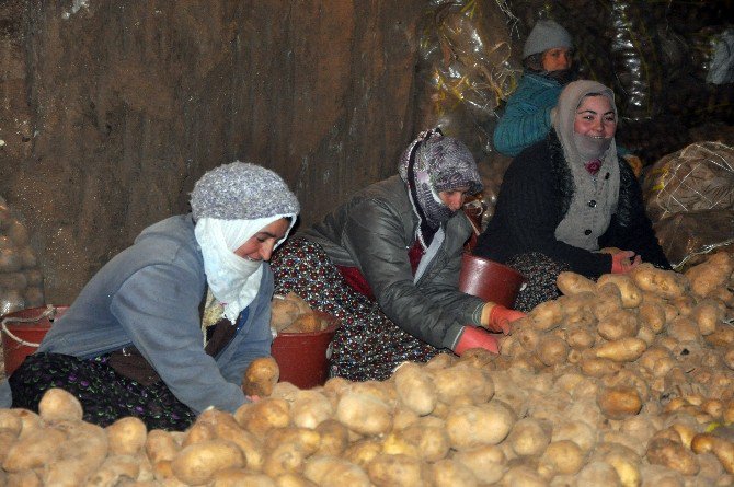 Sandıklı’da Üretilip Depolanan Patateslerin Sevkiyatı Başladı