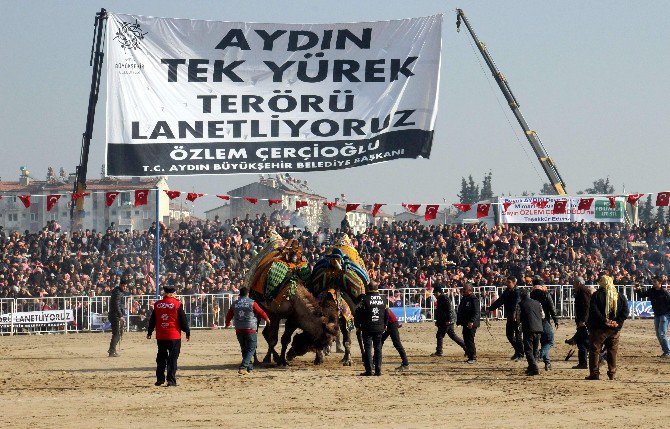 Şampiyon Develer Kozlarını Efeler Diyarı Aydın’da Paylaştı