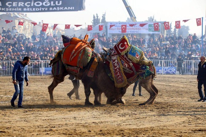 Dünya Deve Güreşi Şampiyonluğu Maçı Beraberlikle Sonuçlandı