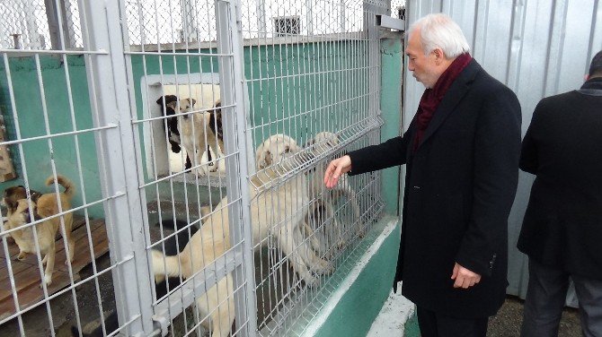 Barınakta Aç Kalan Köpeklerin Birbirlerini Yedikleri İddiası