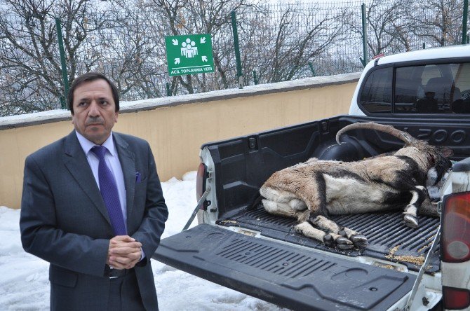 7 Yaşındaki Dağ Keçisi Kaçak Avcının Kurbanı Oldu