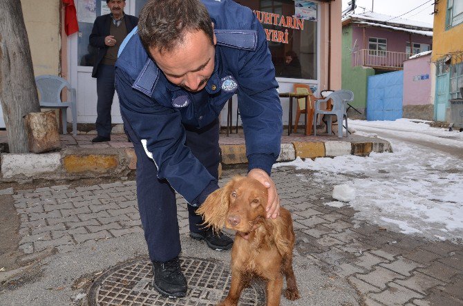 Günyüzü Belediyesi Sokak Hayvanlarına Sahip Çıkıyor