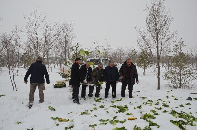 Yaban Hayvanları İçin Doğaya Yem Bırakıldı