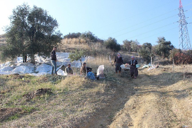 Kuraklık Zeytini Vurdu, Üreticiler Dertli