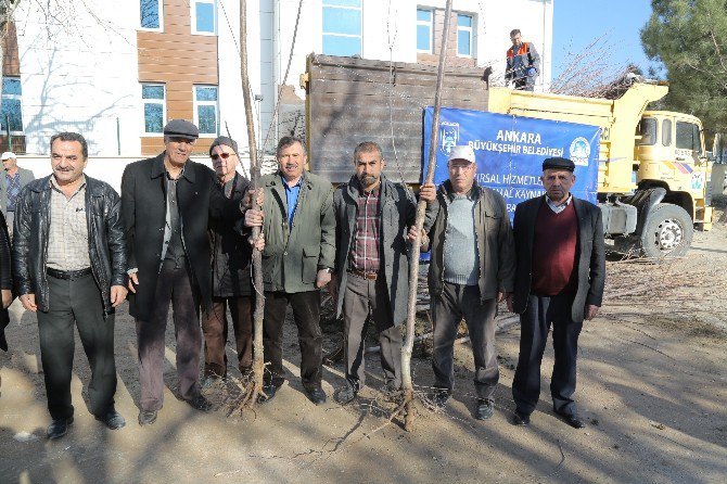 Ankara Büyükşehir Belediyesinden Çiftçilere Meyve Fidanı Desteği