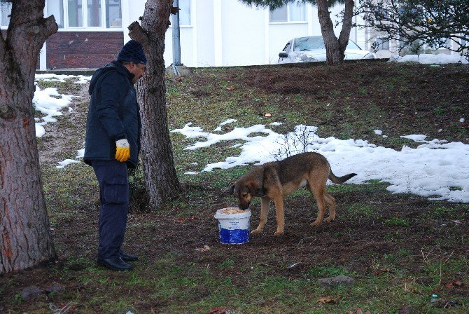 Körfez Belediyesi’nden Sokak Hayvanlarına Yardım Eli