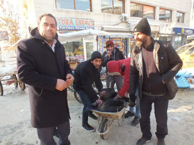 Organik Hindiler Görücüye Çıktı