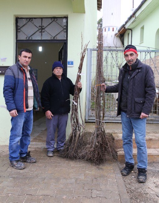 Meyve Fidanları Nilüfer Belediyesi’nden