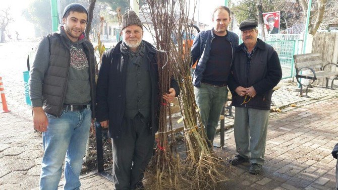 Meyve Fidanları Nilüfer Belediyesi’nden