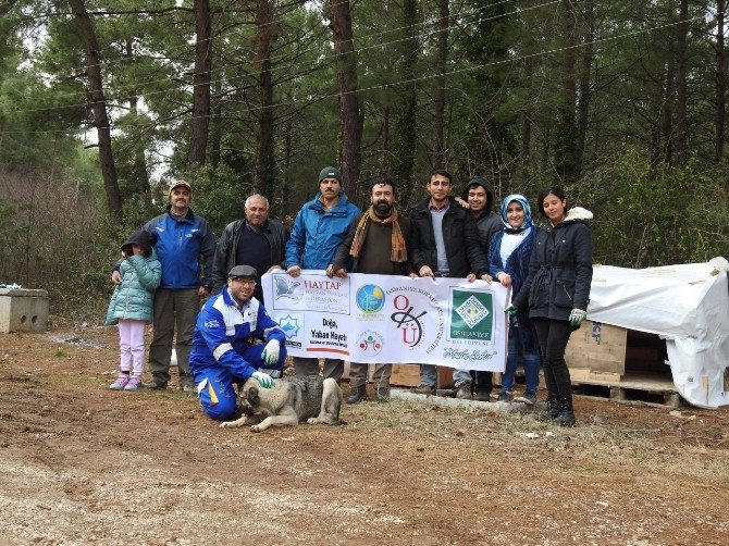 Osmaniye Belediyesi Ve Okü Öğrenci Kulüpleri, Sokak Köpeklerine Kulübe Yaptı