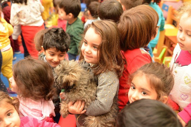 Sokak Hayvanları Sahiplendirmede Büyük Başarı